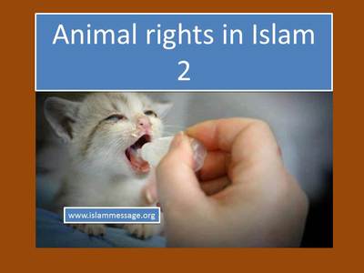 Animal rights in islam 2